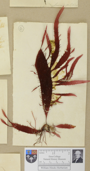 NHM_HH_1.6-2010 image NHM_HH_1.6-2010