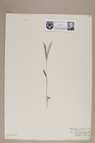 NHM_HH_36.42-2010 image NHM_HH_36.42-2010