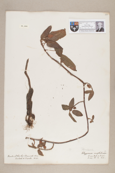 NHM_HH_8.45-2010 image NHM_HH_8.45-2010