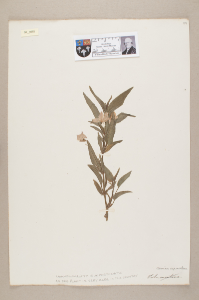 NHM_HH_10.55-2010 image NHM_HH_10.55-2010