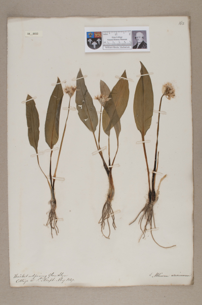 NHM_HH_38.32-2010 image NHM_HH_38.32-2010