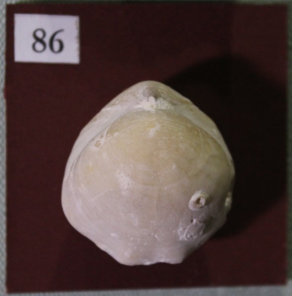 NHM.547-2017 image NHM.547-2017