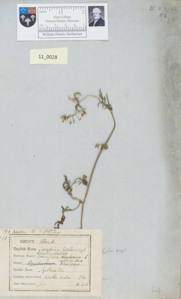 image NHM_HH_11.28-2010