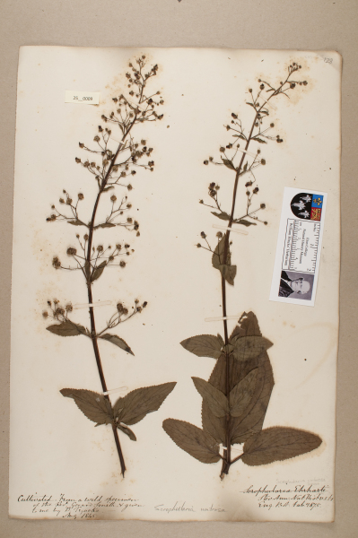 NHM_HH_25.9-2010 image NHM_HH_25.9-2010