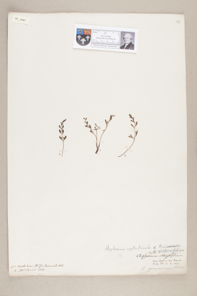 NHM_HH_4.67-2010 image NHM_HH_4.67-2010