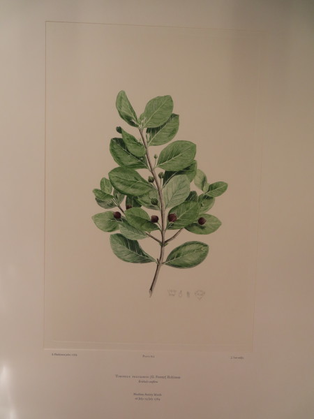 image FDA-E.2916_29_9-2016