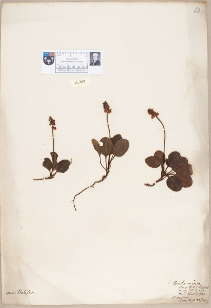 NHM_HH_12.29-2010 image NHM_HH_12.29-2010