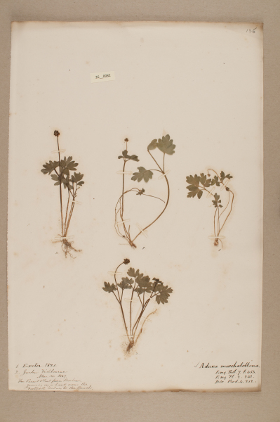 NHM_HH_26.82-2010 image NHM_HH_26.82-2010