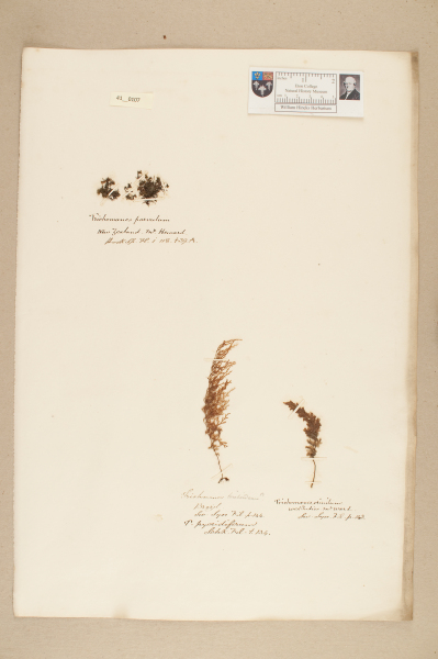 NHM_HH_41.107-2010 image NHM_HH_41.107-2010