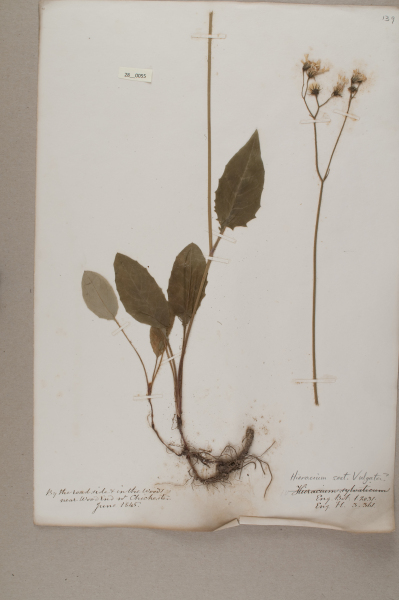 NHM_HH_28.55-2010 image NHM_HH_28.55-2010