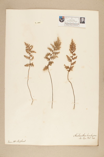 NHM_HH_41.41-2010 image NHM_HH_41.41-2010