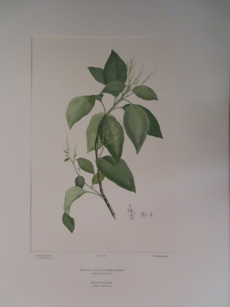 image FDA-E.2916_12_19-2016