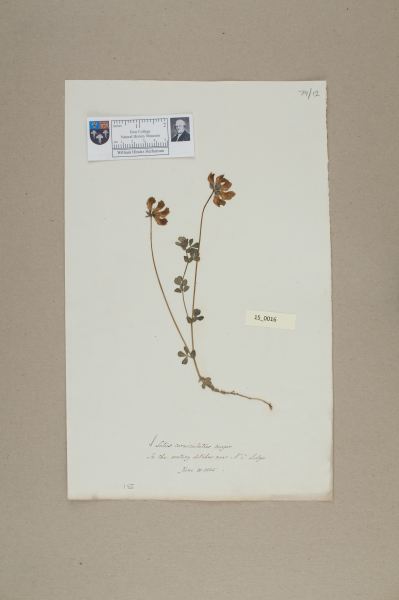 NHM_HH_15.16-2010 image NHM_HH_15.16-2010