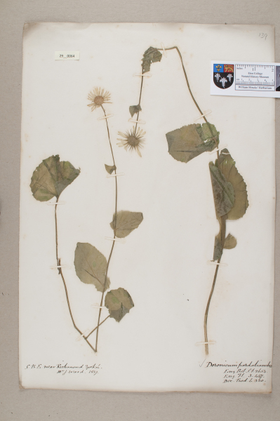 NHM_HH_29.64-2010 image NHM_HH_29.64-2010