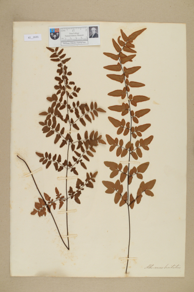 NHM_HH_42.131-2010 image NHM_HH_42.131-2010