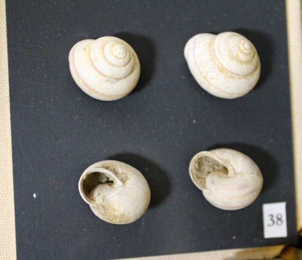 NHM-FT.38__-2016 image NHM-FT.38__-2016