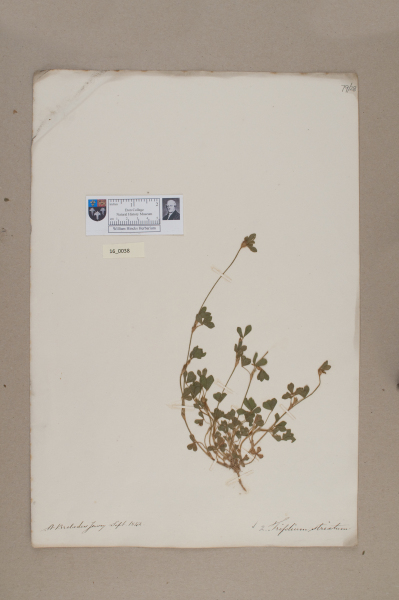 NHM_HH_16.38-2010 image NHM_HH_16.38-2010