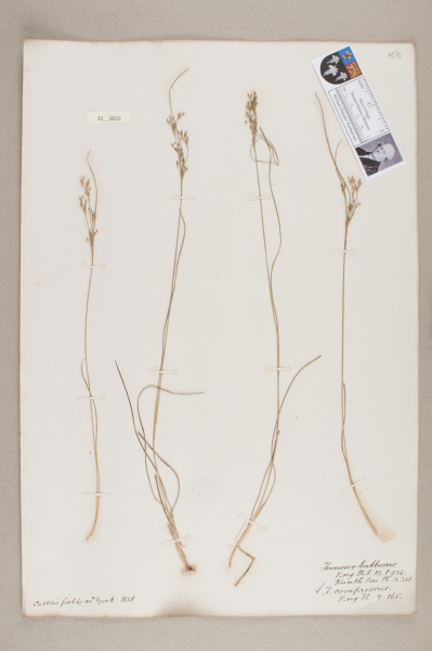 image NHM_HH_31.15-2010