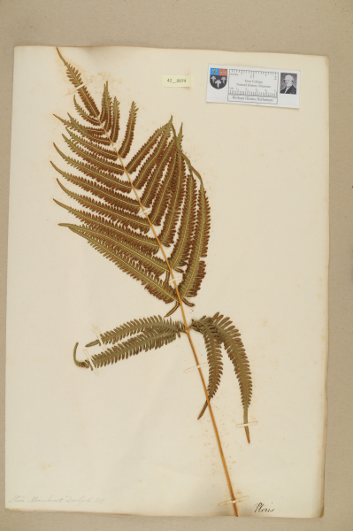 image NHM_HH_42.74-2010