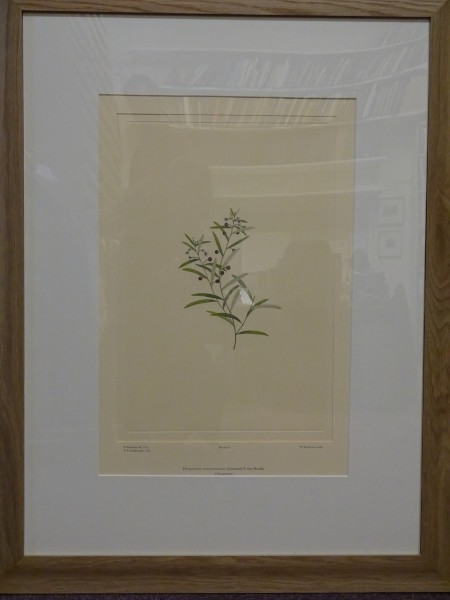 FDA-E.2916_1_13-2016 image FDA-E.2916_1_13-2016