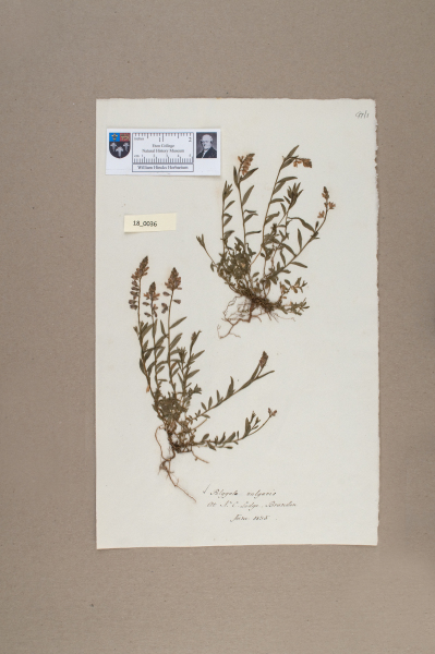 NHM_HH_18.36-2010 image NHM_HH_18.36-2010