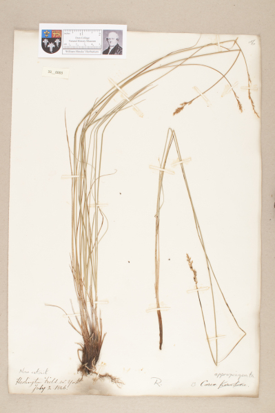 NHM_HH_33.3-2010 image NHM_HH_33.3-2010