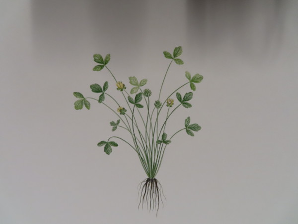 image FDA-E.2916_20_5-2016-A