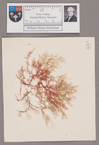 NHM_HH_1.158-2010 image NHM_HH_1.158-2010