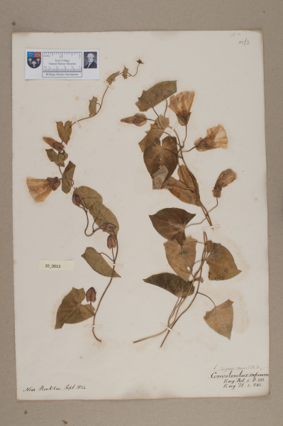 NHM_HH_20.13-2010 image NHM_HH_20.13-2010