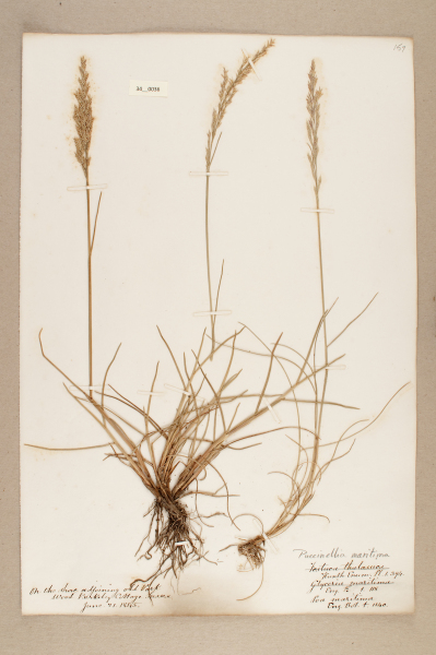 NHM_HH_34.36-2010 image NHM_HH_34.36-2010