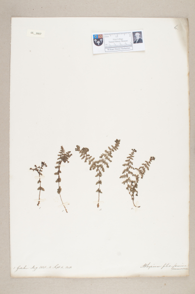 NHM_HH_5.7-2010 image NHM_HH_5.7-2010