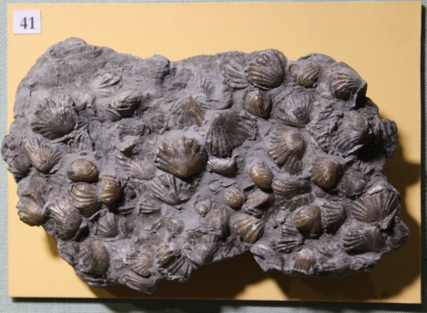 NHM.502-2017 image NHM.502-2017