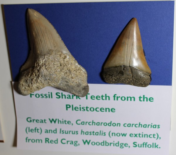 NHM.175-2016 image NHM.175-2016