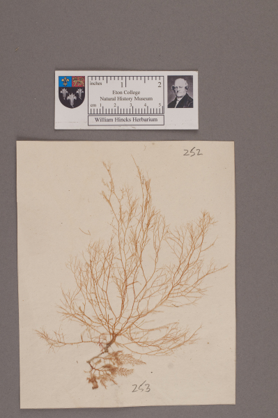 NHM_HH_1.252-2010 image NHM_HH_1.252-2010