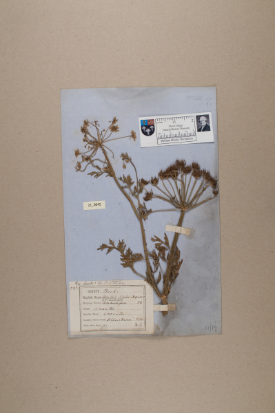 NHM_HH_21.45-2010 image NHM_HH_21.45-2010