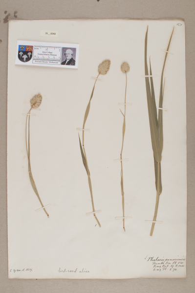 NHM_HH_35.40-2010 image NHM_HH_35.40-2010