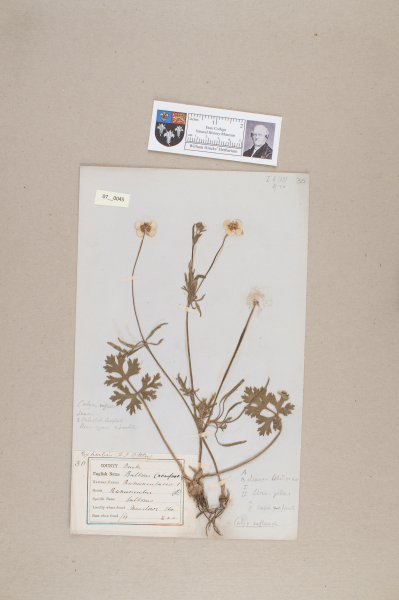 NHM_HH_7.45-2010 image NHM_HH_7.45-2010