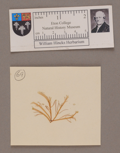 NHM_HH_1.69-2010 image NHM_HH_1.69-2010