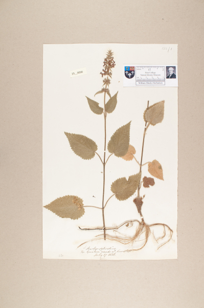 NHM_HH_23.30-2010 image NHM_HH_23.30-2010