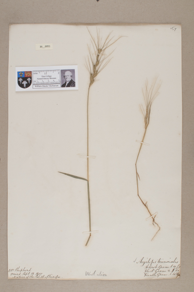 NHM_HH_36.51-2010 image NHM_HH_36.51-2010