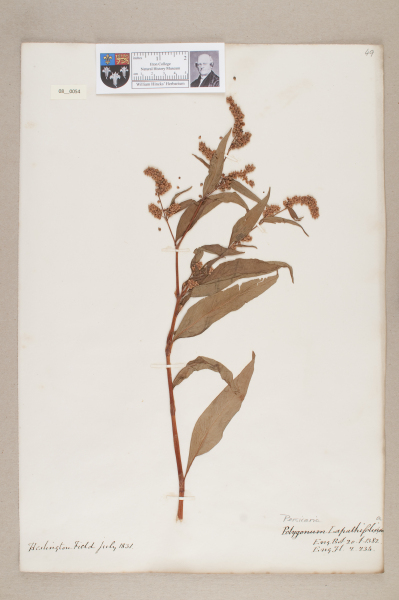 NHM_HH_8.54-2010 image NHM_HH_8.54-2010