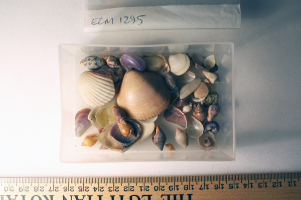 ECM.1295-2010-A image ECM.1295-2010-A