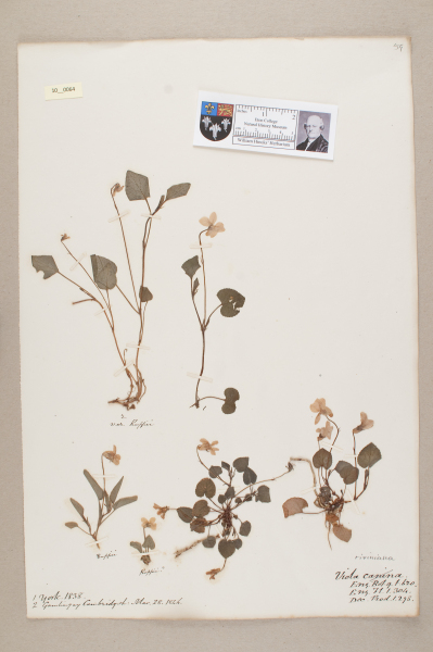 NHM_HH_10.64-2010 image NHM_HH_10.64-2010