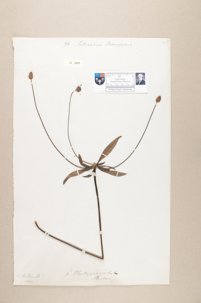 NHM_HH_24.8-2010 image NHM_HH_24.8-2010