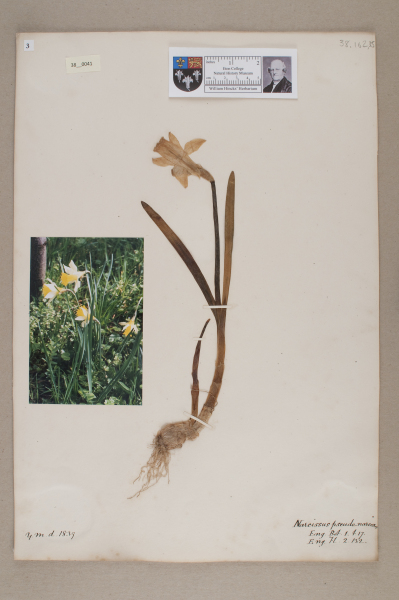 NHM_HH_38.41-2010 image NHM_HH_38.41-2010