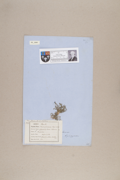 NHM_HH_9.49-2010 image NHM_HH_9.49-2010