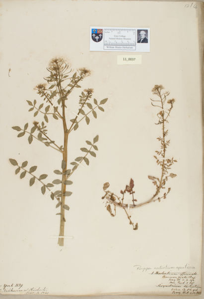 NHM_HH_11.37-2010 image NHM_HH_11.37-2010