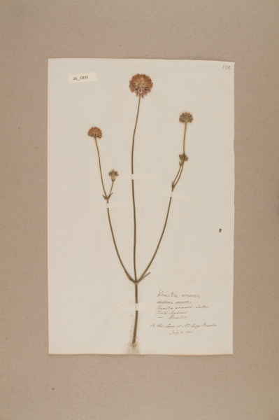 NHM_HH_26.101-2010 image NHM_HH_26.101-2010