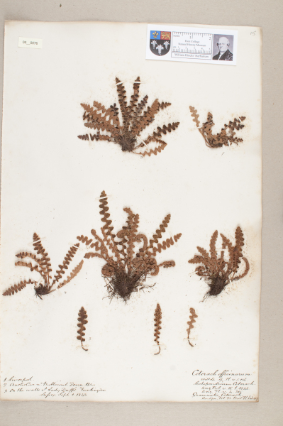 NHM_HH_4.76-2010 image NHM_HH_4.76-2010