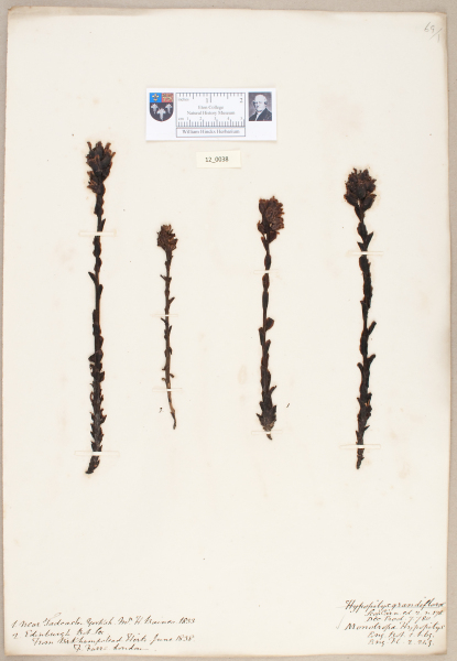 NHM_HH_12.38-2010 image NHM_HH_12.38-2010